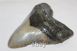 Megalodon Shark Tooth Fossil NO Repair Natural 5.93 HUGE BEAUTIFUL TOOTH