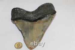 Megalodon Shark Tooth Fossil NO Repair Natural 5.93 HUGE BEAUTIFUL TOOTH