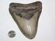 Megalodon Shark Tooth Fossil No Repair Natural 5.31 Huge Tooth