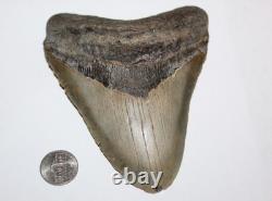 Megalodon Shark Tooth Fossil No Repair Natural 5.31 Huge Tooth