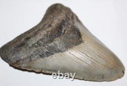 Megalodon Shark Tooth Fossil No Repair Natural 5.31 Huge Tooth