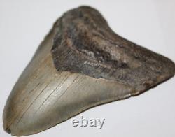 Megalodon Shark Tooth Fossil No Repair Natural 5.31 Huge Tooth