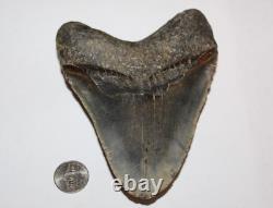 Megalodon Shark Tooth Fossil No Repair Natural 5.31 Huge Tooth