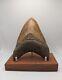 Megalodon Shark Tooth Fossil Over 6 Meg With Display Stand