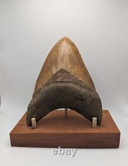 Megalodon Shark Tooth Fossil OVER 6 Meg with Display Stand