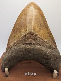 Megalodon Shark Tooth Fossil OVER 6 Meg with Display Stand