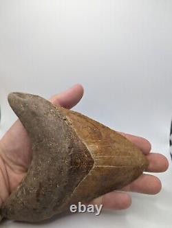 Megalodon Shark Tooth Fossil OVER 6 Meg with Display Stand