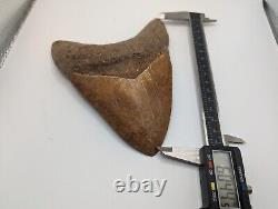 Megalodon Shark Tooth Fossil OVER 6 Meg with Display Stand