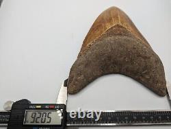 Megalodon Shark Tooth Fossil OVER 6 Meg with Display Stand