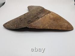 Megalodon Shark Tooth Fossil OVER 6 Meg with Display Stand