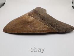 Megalodon Shark Tooth Fossil OVER 6 Meg with Display Stand