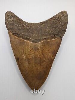 Megalodon Shark Tooth Fossil OVER 6 Meg with Display Stand