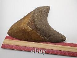Megalodon Shark Tooth Fossil OVER 6 Meg with Display Stand