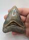 Megalodon Shark Tooth Fossil Rare Colors & Pathological, 3.77, Minor Root Resto