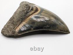Megalodon Shark Tooth Fossil Rare Colors & Pathological, 3.77, Minor Root Resto
