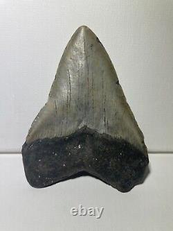 Megalodon Shark Tooth Fossil Real 5.34
