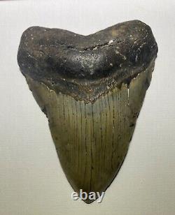 Megalodon Shark Tooth Fossil Real 5.34