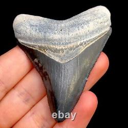 Megalodon Shark Tooth Fossil Sharks Teeth Meg Mako Gem BV FL