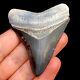 Megalodon Shark Tooth Fossil Sharks Teeth Meg Mako Gem Bv Fl