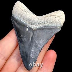 Megalodon Shark Tooth Fossil Sharks Teeth Meg Mako Gem BV FL