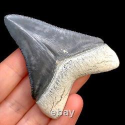 Megalodon Shark Tooth Fossil Sharks Teeth Meg Mako Gem BV FL