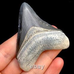 Megalodon Shark Tooth Fossil Sharks Teeth Meg Mako Gem BV FL