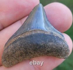 Megalodon Shark Tooth Fossil Venice FL