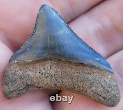 Megalodon Shark Tooth Fossil Venice FL