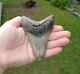 Megalodon Shark Tooth Fossil After Dinosaur Size 4 & 10/16 115 Mm