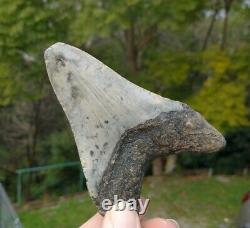 Megalodon Shark Tooth Fossil after Dinosaur SIZE 4 & 10/16 115 mm