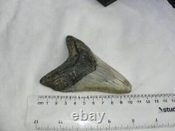 Megalodon Shark Tooth Fossil after Dinosaur SIZE 4 & 10/16 115 mm