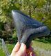 Megalodon Shark Tooth Fossil After Dinosaur Size 4 & 12/16 120 Mm