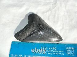 Megalodon Shark Tooth Fossil after Dinosaur SIZE 4 & 12/16 120 mm