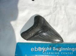 Megalodon Shark Tooth Fossil after Dinosaur SIZE 4 & 12/16 120 mm