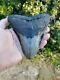 Megalodon Shark Tooth Fossil After Dinosaur Size 4 & 12/16 120mm