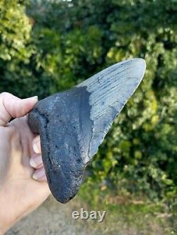 Megalodon Shark Tooth Fossil after Dinosaur SIZE 4 & 12/16 120mm