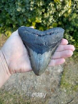 Megalodon Shark Tooth Fossil after Dinosaur SIZE 4 & 12/16 120mm