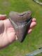 Megalodon Shark Tooth Fossil After Dinosaur Size 4 & 3/16 105 Mm