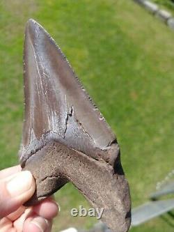 Megalodon Shark Tooth Fossil after Dinosaur SIZE 4 & 3/16 105 mm