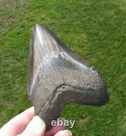 Megalodon Shark Tooth Fossil after Dinosaur SIZE 4 & 3/16 105 mm