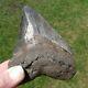 Megalodon Shark Tooth Fossil After Dinosaur Teeth 3 & 11/16 90 Mm