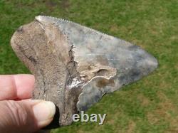 Megalodon Shark Tooth Fossil after Dinosaur Teeth 3 & 11/16 90 mm