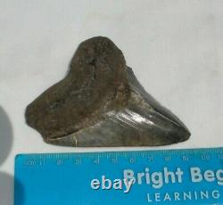 Megalodon Shark Tooth Fossil after Dinosaur Teeth 3 & 11/16 90 mm