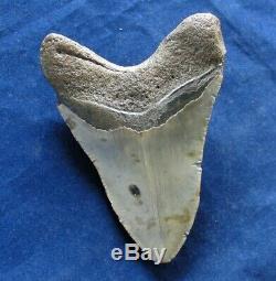 Megalodon Shark Tooth Fossil after Dinosaur Teeth 5 & 2/16 130mm Monster