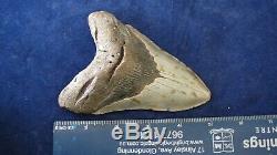 Megalodon Shark Tooth Fossil after Dinosaur Teeth 5 & 2/16 130mm Monster