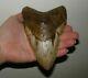 Megalodon Shark Tooth Fossil After Dinosaur Teeth 5 & 8/16 135mm Monster