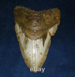 Megalodon Shark Tooth Fossil after Dinosaur Teeth 5 & 8/16 135mm Monster