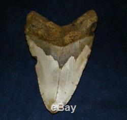 Megalodon Shark Tooth Fossil after Dinosaur Teeth 5 & 8/16 135mm Monster