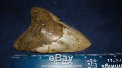 Megalodon Shark Tooth Fossil after Dinosaur Teeth 5 & 8/16 135mm Monster