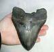 Megalodon Shark Tooth Fossil After Dinosaur Teeth 6.012 152mm Natural